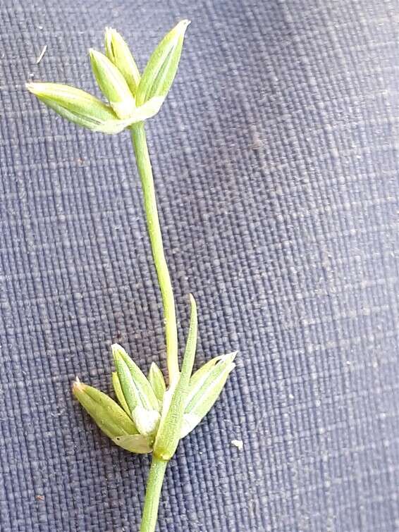 צילום: מימי רון